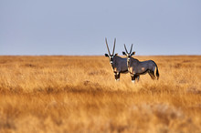 Two Oryx In The Savannah