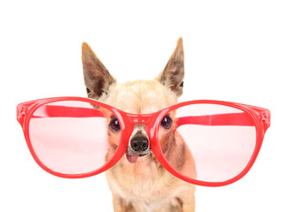 Wall Mural - a cute chihuahua with giant pink and red sunglasses on isolated