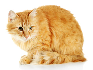  Red cat isolated on white background