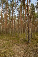  Sunny forest in the morning at spring