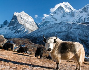 Poster - yak on pasture and ama dablam peak