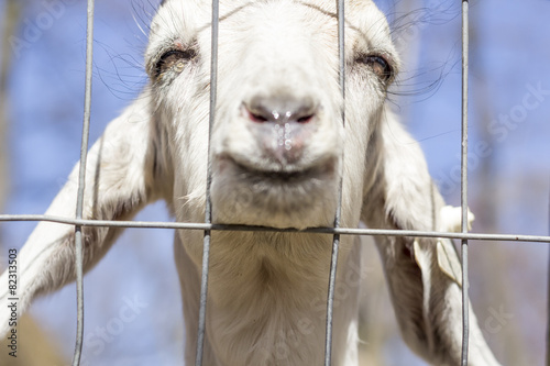 Fényképezés  Smiling Goat