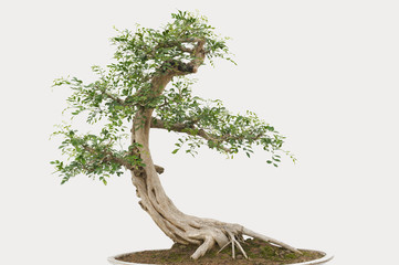 Wall Mural - Bonsai pine tree against a white wall