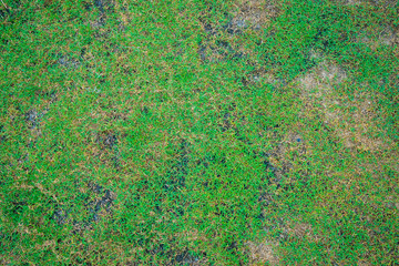 green grass with soil for background