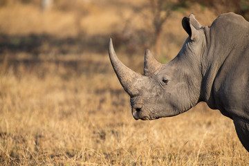 lone rhino standing on open area looking for safety from poacher