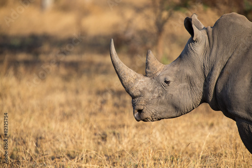 Fotomural Lone Rhino de pie en el área abierta en busca de seguridad del cazador furtivo