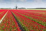 Fototapeta Tulipany - Tulip field with different colors of tulips and windmill in the background,