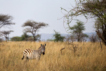 Wall Mural - zebra in the serengeti - tanzania