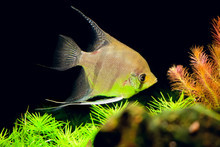 Aquarian Small Fish - Pterophyllum Scalare