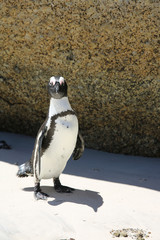 Wall Mural - Jackass Penguin. Boulder Beach. South Africa