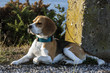 thinking beagle
