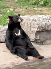 Black Bear Sitting By The Water