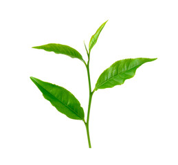 Poster - tea leaf isolated on white background