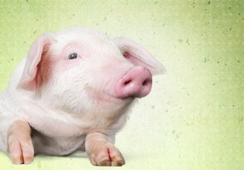 Poster - Farm. Pink pig in lying on his stomach. Isolated on white