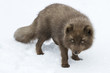 Commander's blue arctic fox that stands in the snow and looking