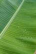 Water drops on banana leaves
