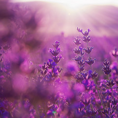 Wall Mural - field lavender flowers