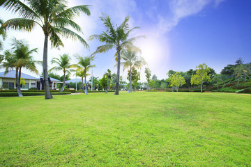 Wall Mural - beautiful green grass field in public park against vibrant blue