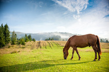 Horse Grazing In A Pasture