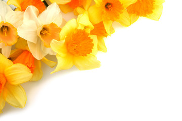 Naklejka kwitnący kwiat narcyz