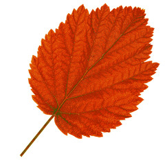 Wall Mural - Autumn  leaf  on white background. Vector illustration.