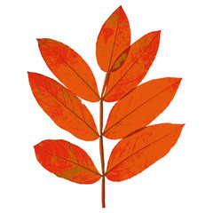Wall Mural - Autumn  leaf  on white background. Vector illustration.