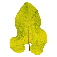 Wall Mural - Autumn  leaf  on white background. Vector illustration.