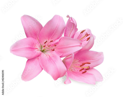 Fotomural pink lilies on white background