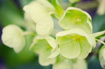 Wall Mural - Hellebores (helleborus argutifolius) in flower. springtime