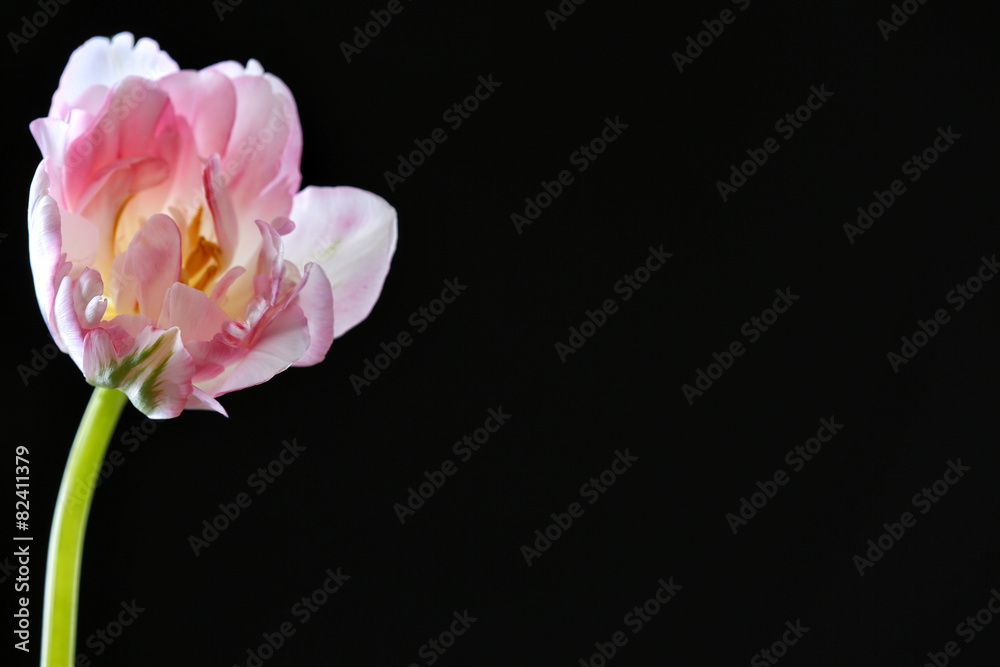 Fresh tulip on black background