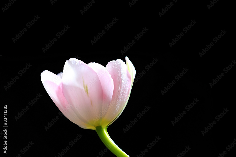 Fresh tulip on black background