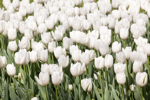 Fototapeta na wymiar White tulips at the garden