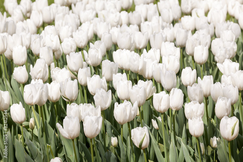 Fototapeta dla dzieci White tulips at the garden