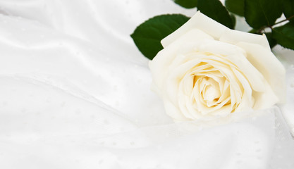 rose on white silk background