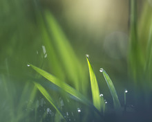 Morning Dew In The Spring Grass Natural Background