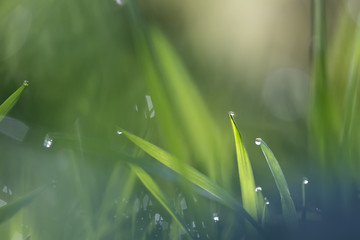 morning dew in the spring grass natural background