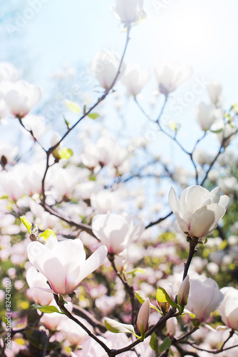 Fototapeta na wymiar White Magnolia spring flowers