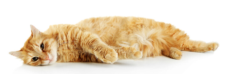 Red cat isolated on white background