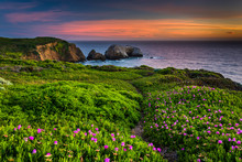 Flowers And Trail On A Bluff Above Rodeo Beach At Sunset, At Gol