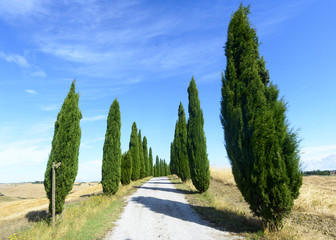 Wall Mural - Crete Senesi (Tuscany, Italy)