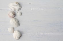 White Sea Shells