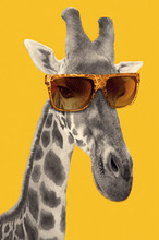Portrait Of A Giraffe With Hipster Sunglasses