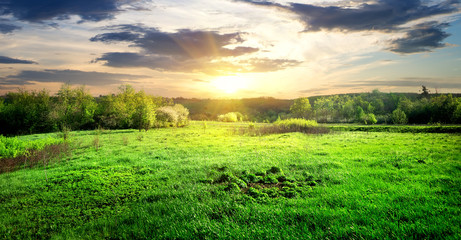 Wall Mural - Green grass and trees