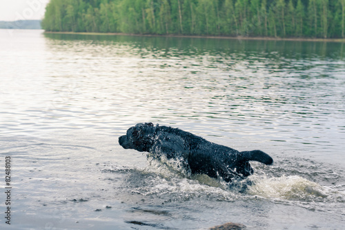 Black Labrador Retriever Jumping Into Lake at Summer