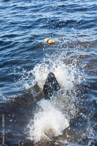 Black Labrador Retriever Jumping Into Water at Summer