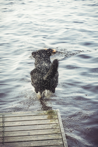Black Labrador Retriever Jumping Into Water at Summer
