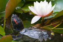 Turtle & Lotus Flower