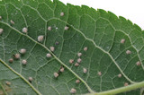 Fototapeta  - Aphis pomi on a apple leaf