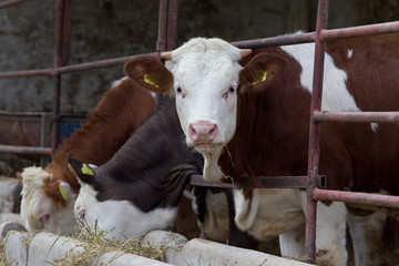 Wall Mural - Portrait of young bull