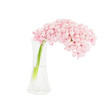 Pink hyacinth in vase, isolated over white